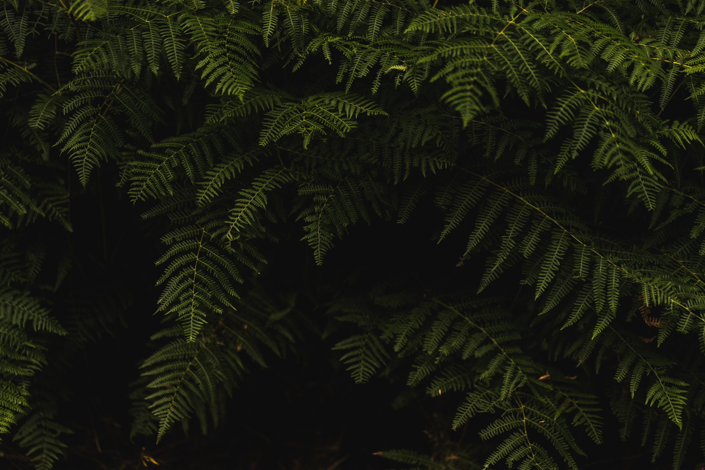 Fill the Frame Photography of Green Tree